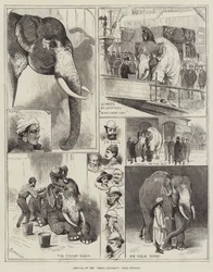 Arrival of the White Elephant from Burmah